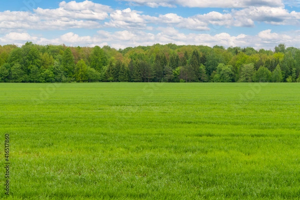 Fototapeta A large green field of winter rye against the background of a spring forest.