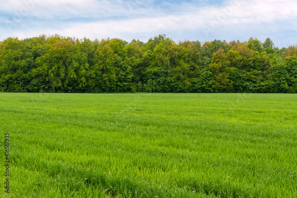 Fototapeta A large green field of winter rye against the background of a spring forest.