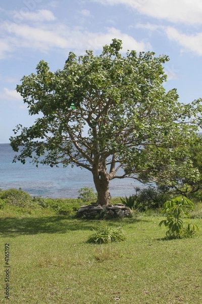 Obraz Tree looking at sea 5