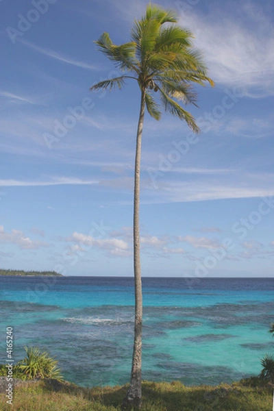 Obraz Tree looking at sea 3