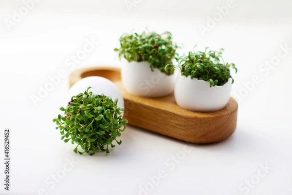 Fototapeta Fresh sprouted green sprouts. Green cress salad in eggshell. Fresh greens. Green sprouts. Preparing for Easter. Easter decoration for table setting.