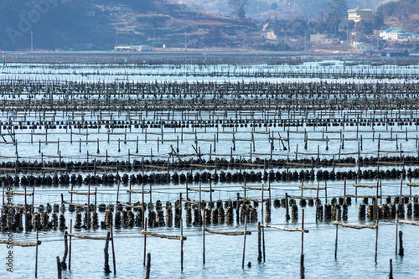 Obraz 貝の養殖