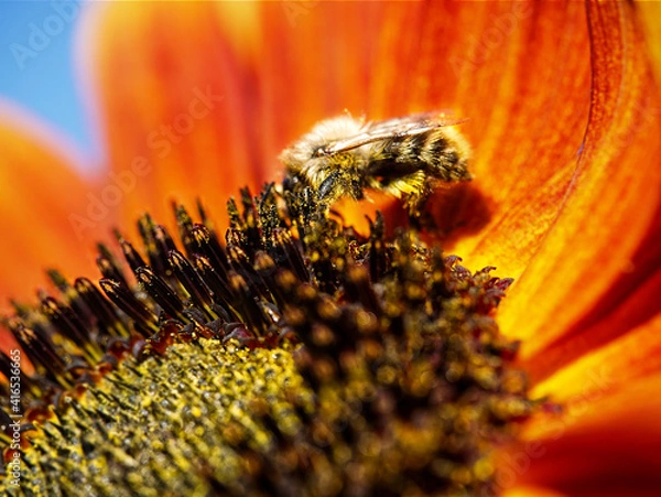 Obraz bumblebee  red sunflower close up