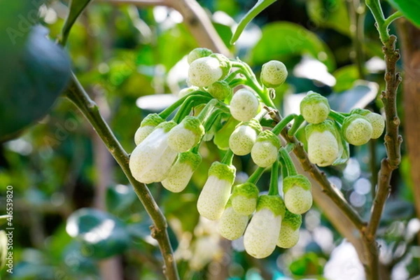 Obraz Pomelo flowers are white and fragrant with buds in organic garden.
