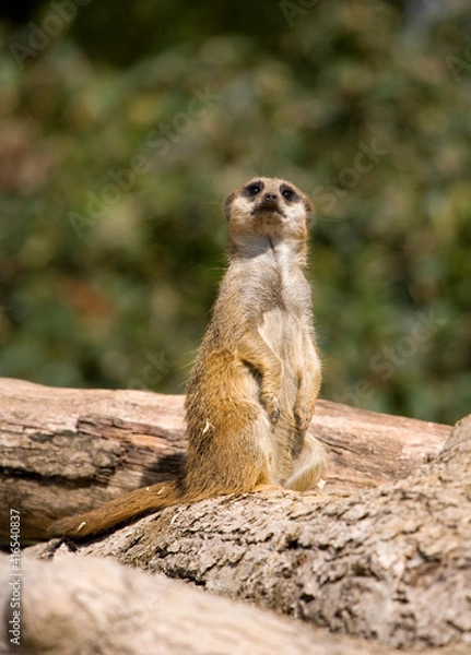 Obraz Slender -Tailed Meerkat