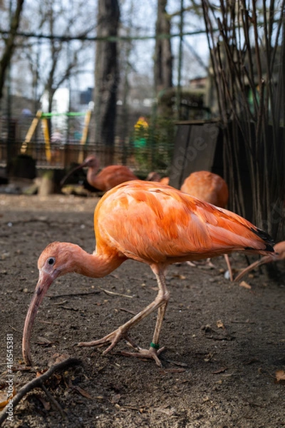 Fototapeta Scarlet ibis on the run in the zoo