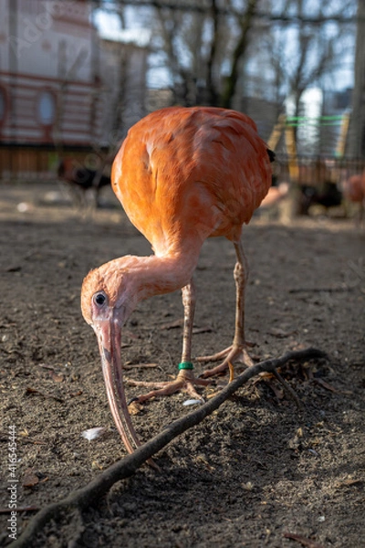 Fototapeta Scarlet ibis on the run in the zoo