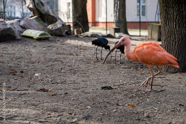 Fototapeta Scarlet ibis on the run in the zoo