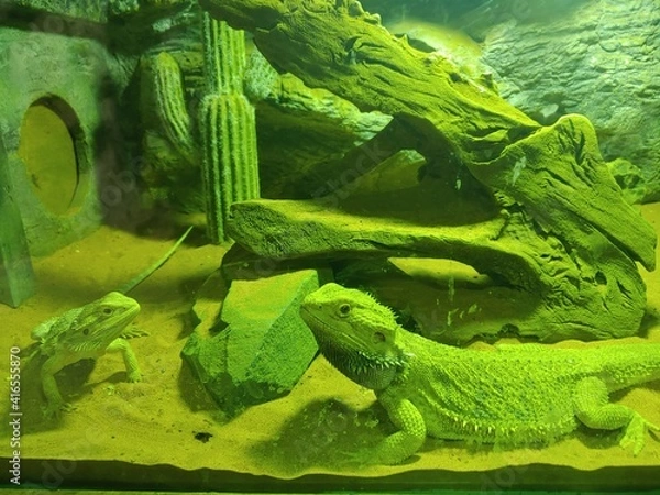 Obraz  Lizard, Reptile, Animal