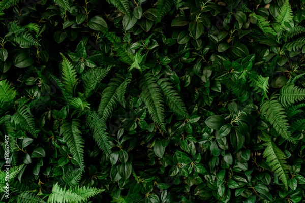 Fototapeta closeup nature view of green leaf and palms background. Flat lay, tropical leaf Used as a background