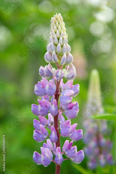 Obraz Purple lupines on a background of green plants in summer