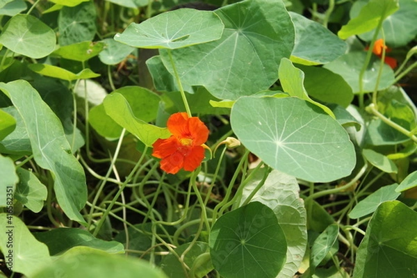 Obraz Flora Cálida 3