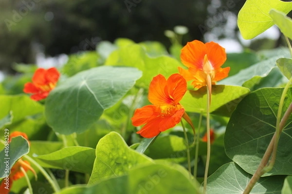 Obraz Flora Cálida 2