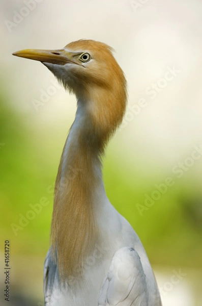 Obraz Cattle Egret