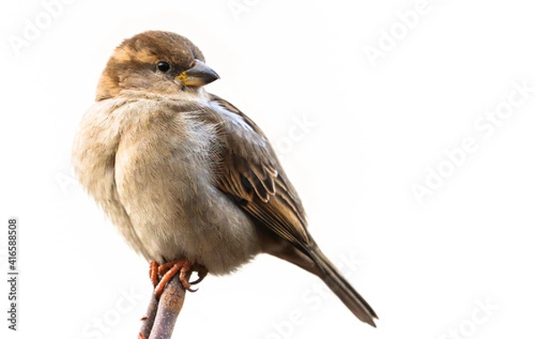 Fototapeta Sparrow bird perched on twig tree branch head look back. House sparrow female songbird (Passer domesticus) sitting singing perched on wood branch twig isolated white background. Sparrow bird wildlife.