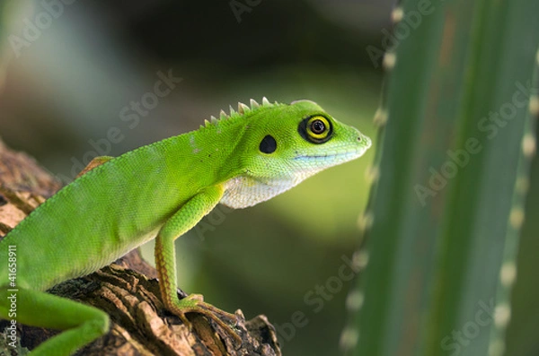 Obraz Green Tree Dragon (Bronchocela cristatella)