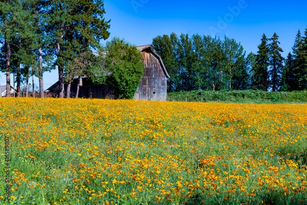 Fototapeta A field of California poppies and an unpainted historic barn near Silverton, Oregon