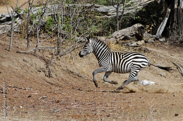 Obraz Burchell's zebra running