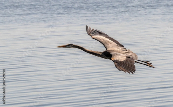 Obraz Wildlife reserve