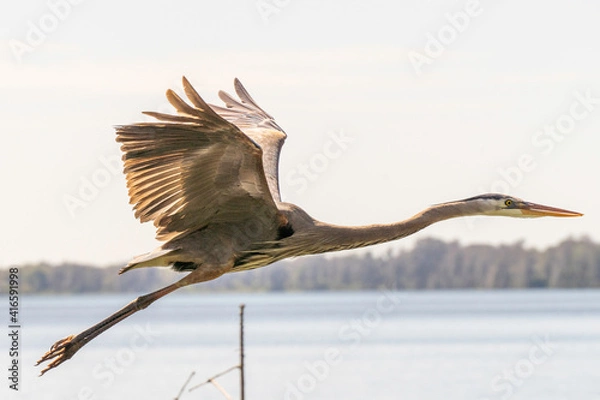 Obraz Wildlife reserve