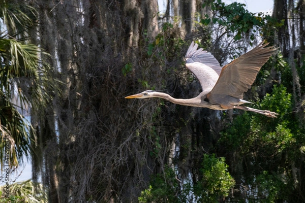 Obraz Wildlife reserve