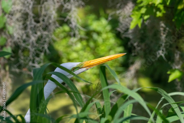 Obraz Wildlife reserve