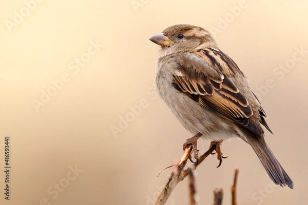 Fototapeta Sparrow bird perched on tree branch. House sparrow female songbird (Passer domesticus) sitting singing on brown wood branch with yellow gold sunshine negative space background. Sparrow bird wildlife.