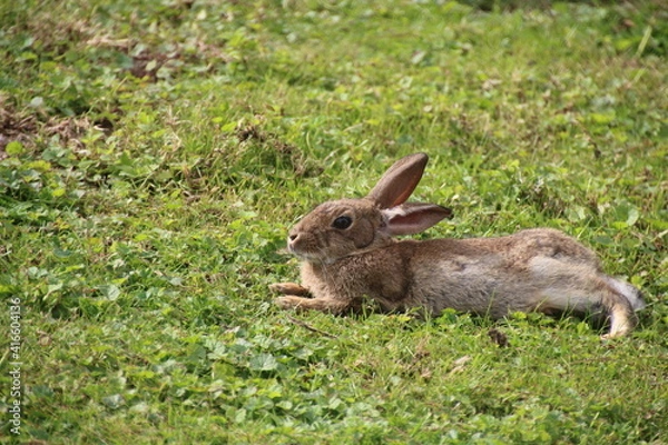 Obraz ruhender Feldhase