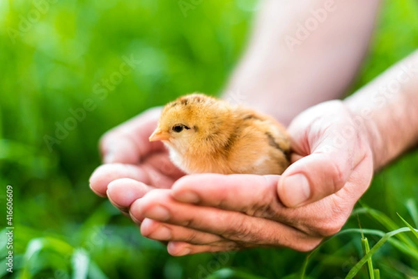 Fototapeta Chicken in hand. The small newborn chicks in the hands of man.