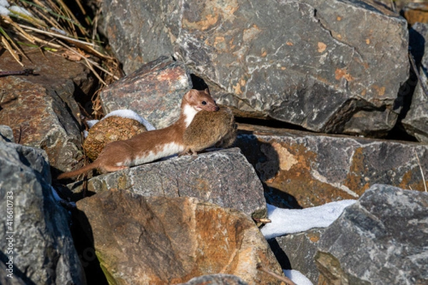 Obraz Mauswiesel auf Beutezug