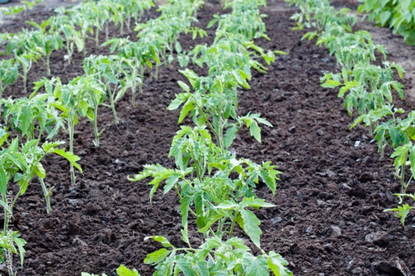 Obraz tomato plants