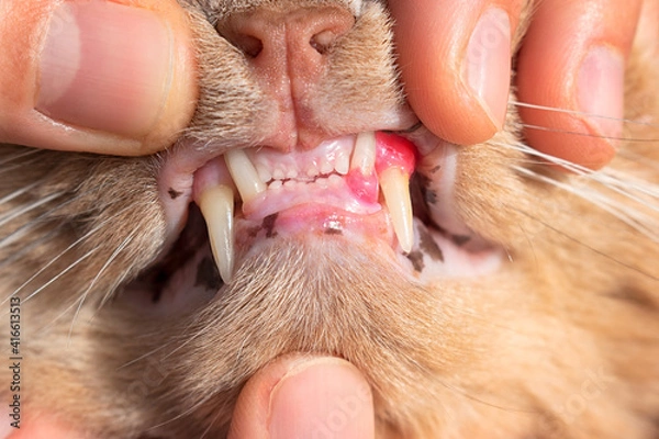 Fototapeta Cat with red, swollen an inflamed gums. Resorption of teeth in felines and gingivitis concept. Painful mouth and dental erosion. Chewing difficulties in cats. Comparison with healthy side gums.