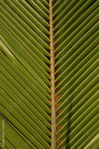 Obraz Palm
