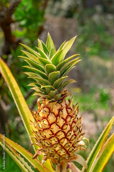 Fototapeta Pineapple plant