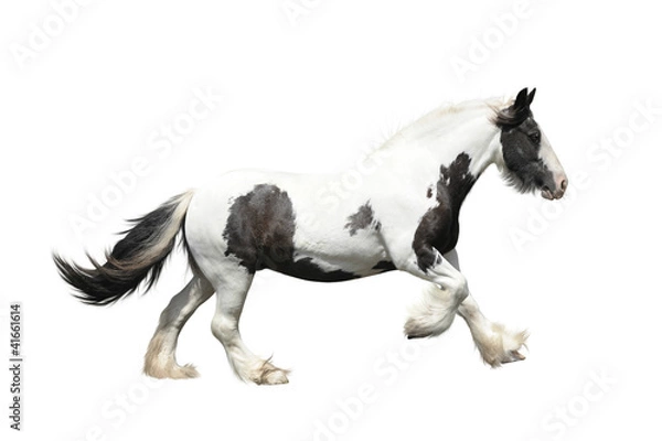 Fototapeta Irish cob on a white background