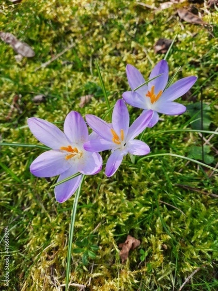 Obraz Crocus tommassini