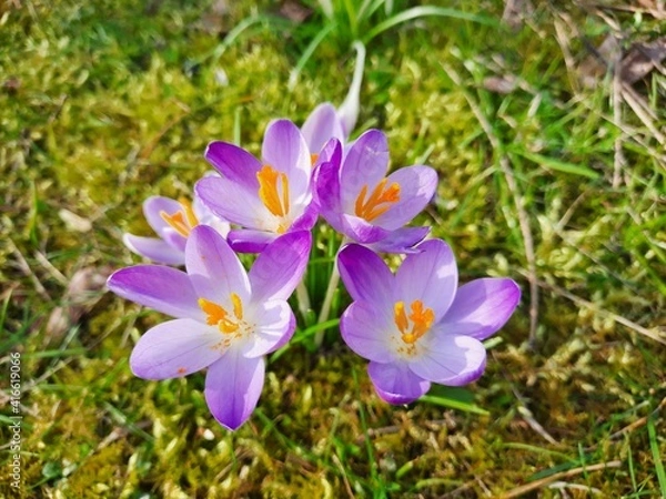 Obraz Crocus Tommasinianus en fin d'hiver
