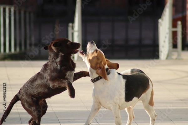 Fototapeta two dogs playing
