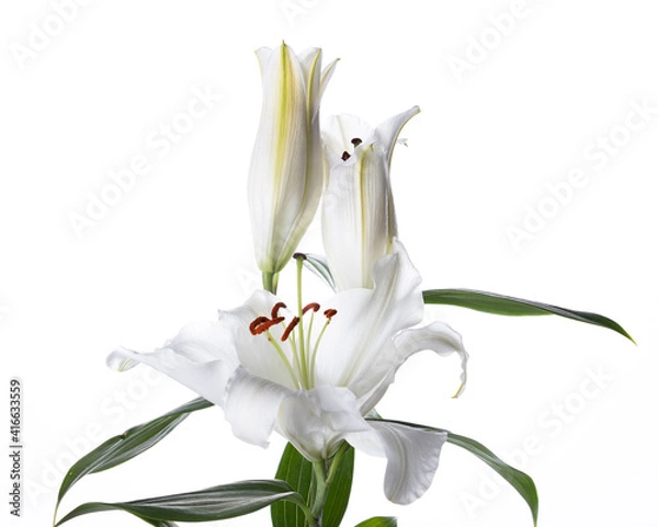 Obraz Azucena, Lirios