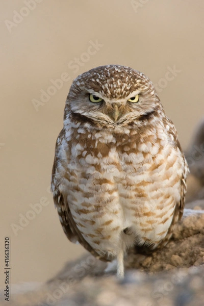 Fototapeta Burrowing Owl