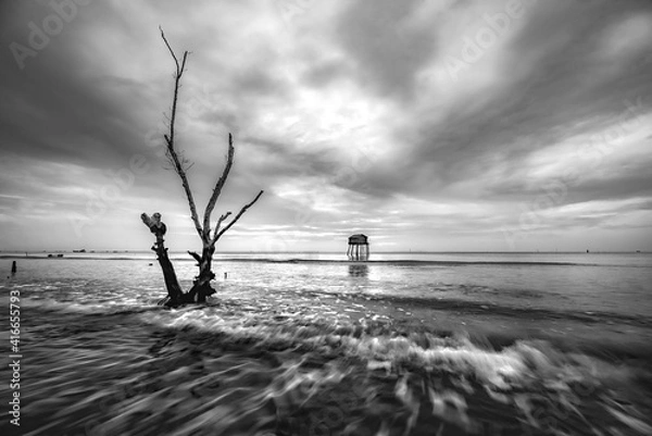 Fototapeta tree on the beach