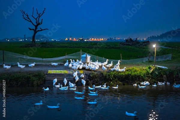 Fototapeta duck at night