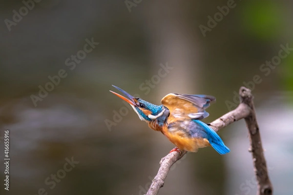 Fototapeta hummingbird in flight