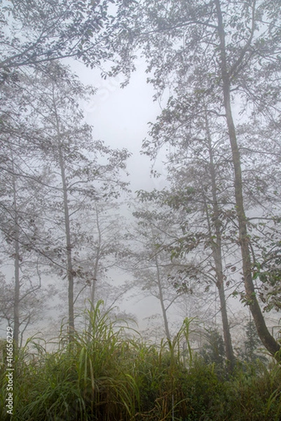 Fototapeta trees in the forest