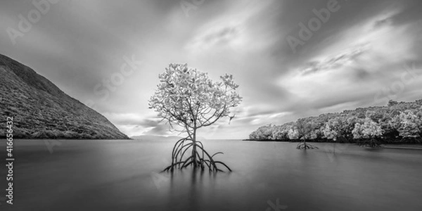 Fototapeta landscape with tree
