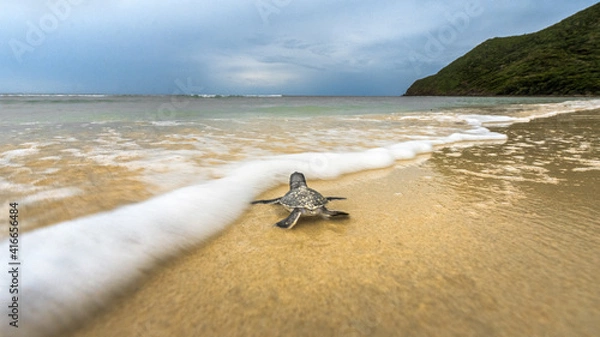 Obraz new born turtle 