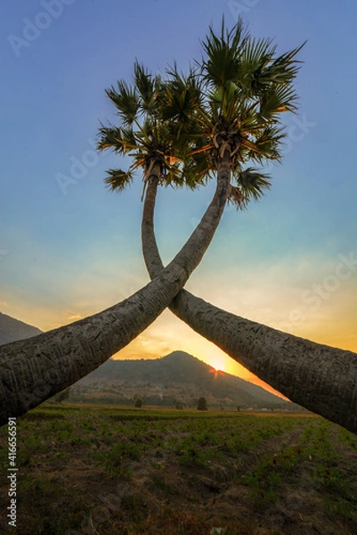 Fototapeta trees at sunset