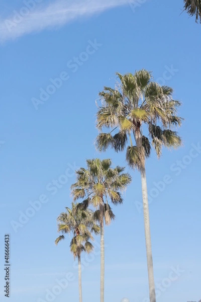 Obraz palm trees against blue sky