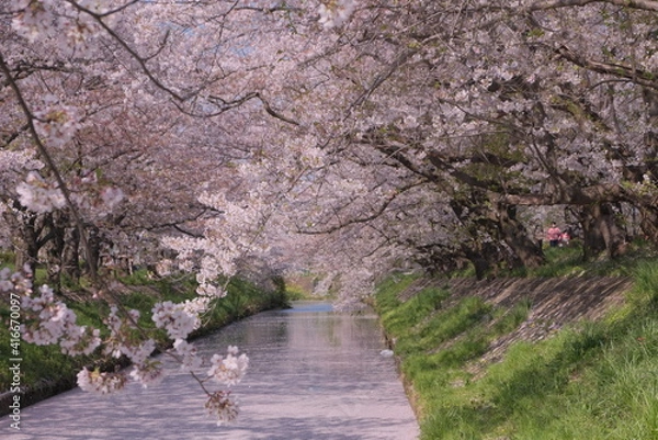 Obraz 花筏 cherry blossom 日本の美しい桜 川 花びらの川 散り際 切ない 春 お花 レトロ