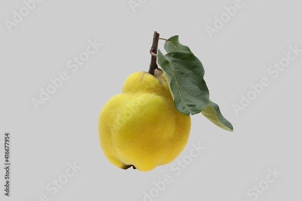 Obraz The ripe fruit of the quince tree.